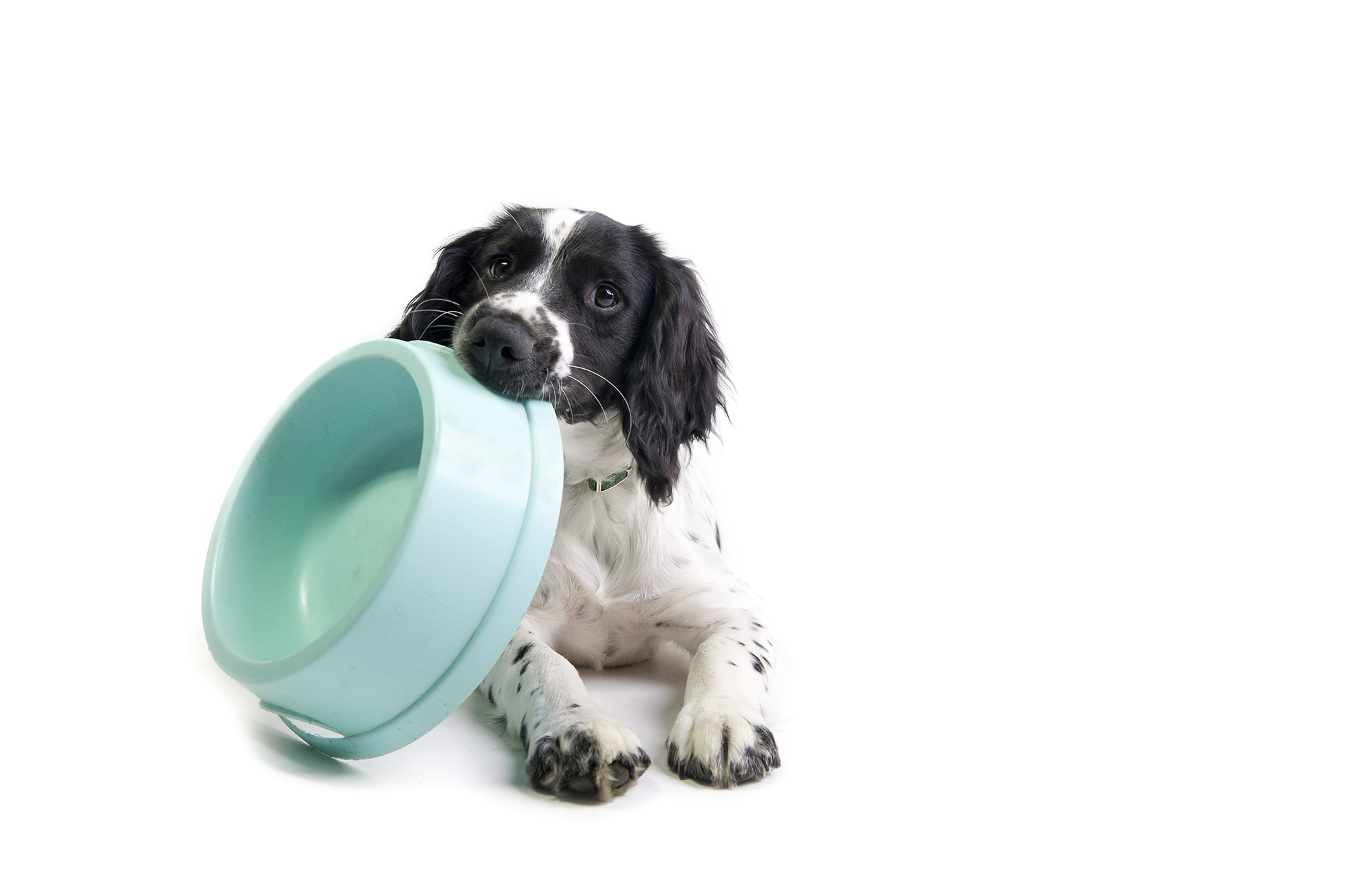 Dog deals food equipment