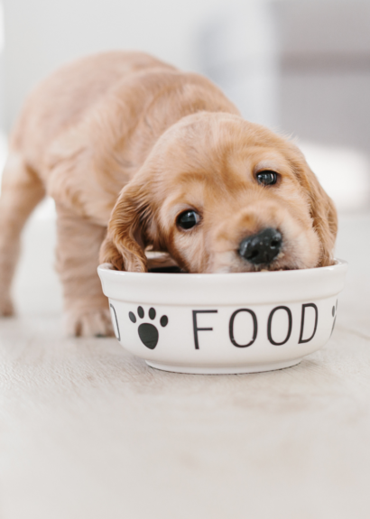 Pet Food Processing